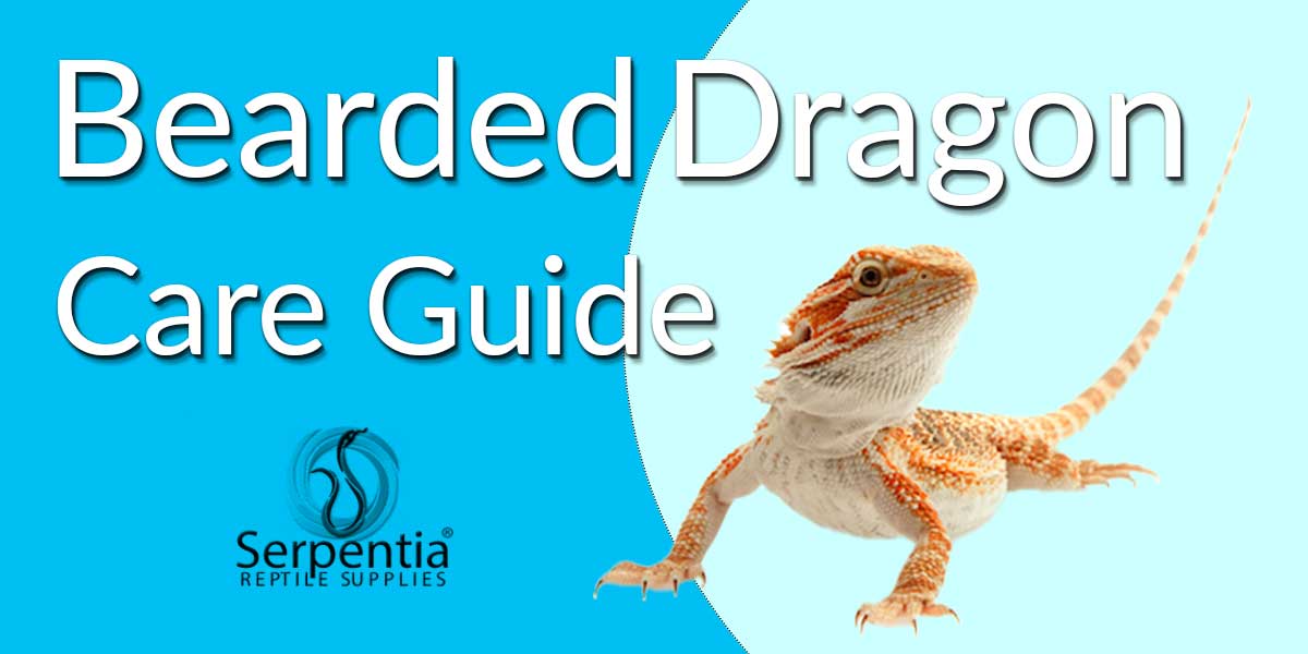Bearded Dragon Care Sheet Guide to Pogona vitticeps Serpentia