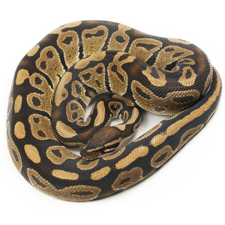Cinnamon Proven Adult Female Ball Python Serpentia 9912